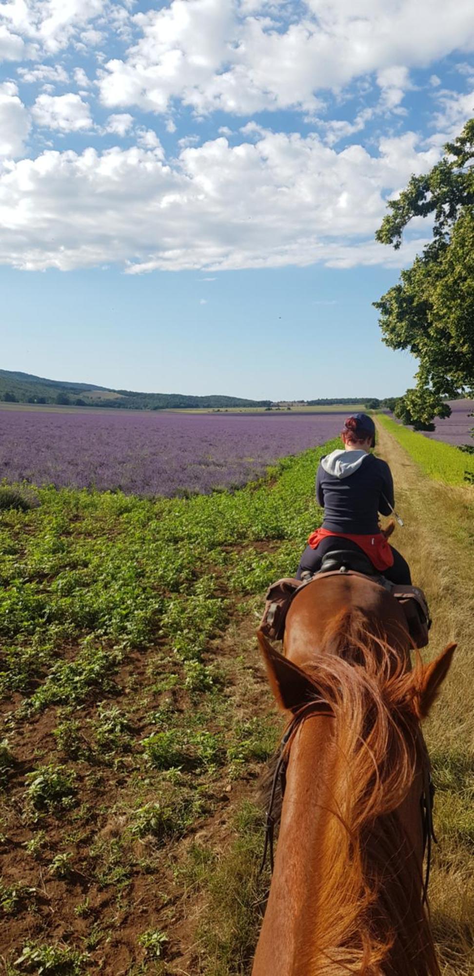 Entre Ventoux Et Luberon Chambre D'Hote Sault-de-Vaucluse Luaran gambar